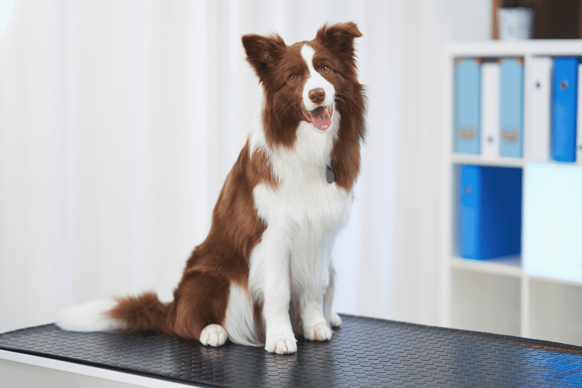 curso-intensivo-teorico-pratico-de-ozonioterapia-veterinaria