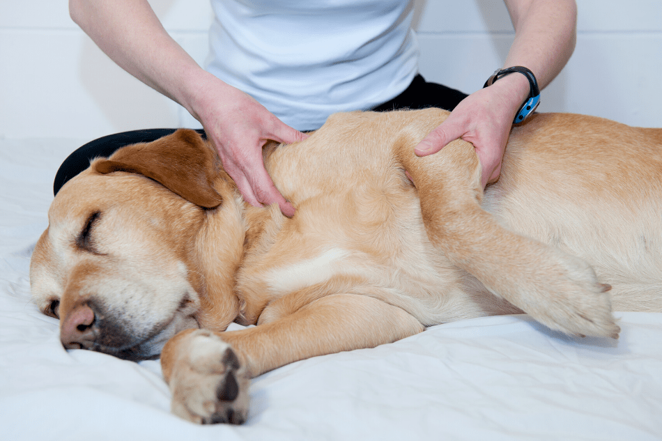 curso-de-formacao-em-quiropraxia-de-pequenos-animais
