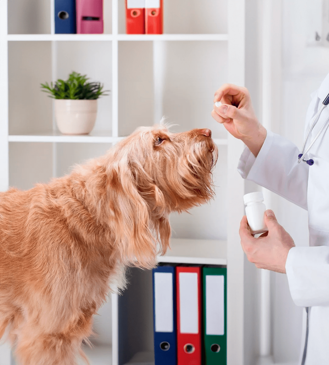 curso-de-formacao-em-homeopatia-e-injetaveis-homeopaticos-na-veterinaria